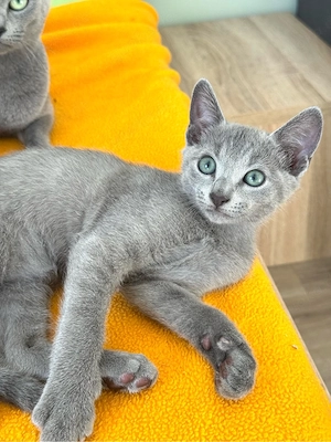 Russisch Blau (m w), Reinrassig und zuckersüß 