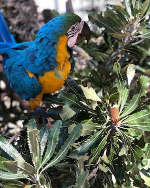 Wunderschöne blaue und goldene Aras zu verkaufen Bild 6