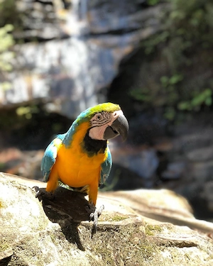 Wunderschöne blaue und goldene Aras zu verkaufen Bild 4
