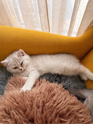 BKH Deckkater   blauäugiger, getigerter Britisch Kurzhaar Kater Bild 8