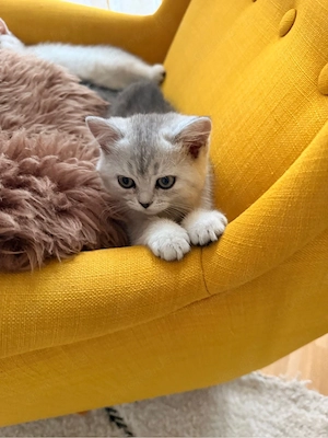 BKH Deckkater   blauäugiger, getigerter Britisch Kurzhaar Kater Bild 7