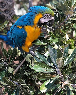 Wunderschöne blaue und goldene Aras zu verkaufen Bild 7
