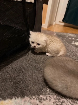 BKH Deckkater   blauäugiger, getigerter Britisch Kurzhaar Kater Bild 9