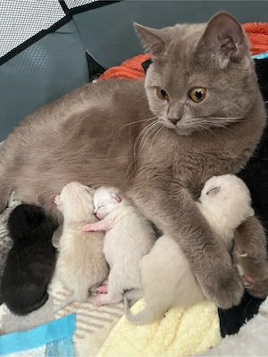 2 BKH Kitten 3,5 Monaten