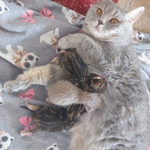 BKH Deckkater   blauäugiger, getigerter Britisch Kurzhaar Kater Bild 10