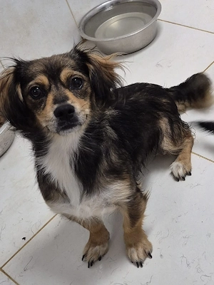 Casey sucht ein Zuhause 