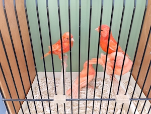 Kanarienvögel Kanarien Kanarienvogel Rot 