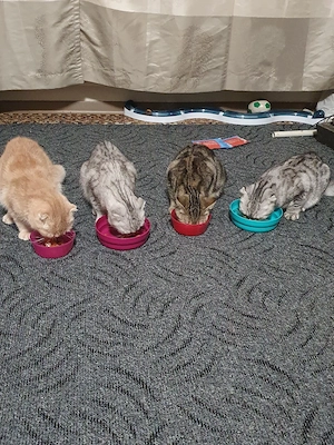 Verkauf  meine  Katzen 