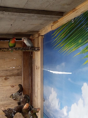 Rosenköpfchen Zuchtpaar abzugeben