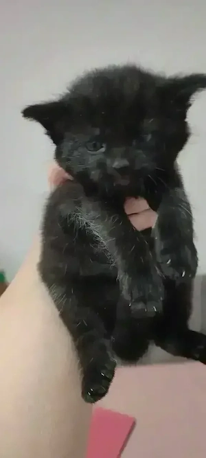 Katzenbabys