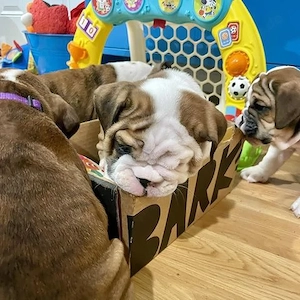  English-Bulldogge-Welpen   Rüden und Hündinnen 