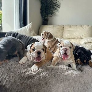  English-Bulldogge-Welpen   Rüden und Hündinnen 