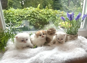 Reinrassige BKH BLH Kitten von Champion Eltern  Bild 2