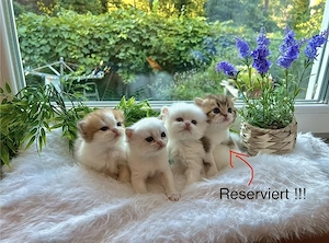 Reinrassige BKH BLH Kitten von Champion Eltern 