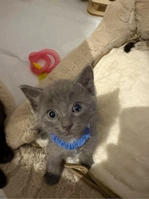 Baby Kater