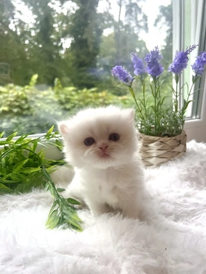 Reinrassige BKH BLH Kitten von Champion Eltern  Bild 5