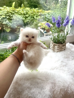 Reinrassige BKH BLH Kitten von Champion Eltern  Bild 4
