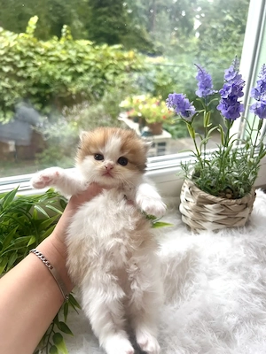 Reinrassige BKH BLH Kitten von Champion Eltern  Bild 7