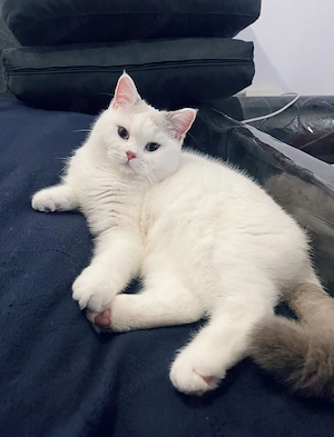 Reinrassige BKH BLH Kitten von Champion Eltern  Bild 10
