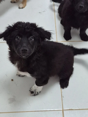 Moritz - kleiner Hundebub sucht ein Zuhause 