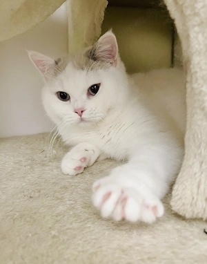 Reinrassige BKH BLH Kitten von Champion Eltern  Bild 9