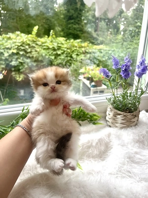 Reinrassige BKH BLH Kitten von Champion Eltern  Bild 6