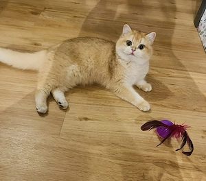 Reinrassige BKH BLH Kitten von Champion Eltern  Bild 8