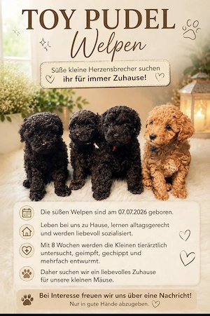 Toy Pudel welpen