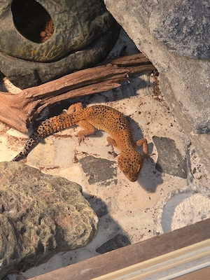 0.1 leopardgecko Tangerine blood