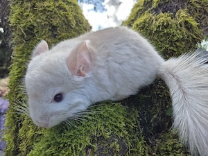 Chinchillas zu vergeben 