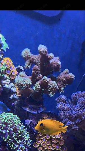 Große Pocillopora sp. 'Hairy Green'