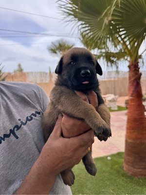Reinrrasig Malinois Welpen 