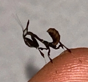 phyllocrania paradoxa L2