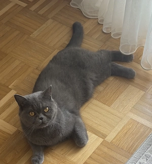 Kater BKH Mix 2 Jahre