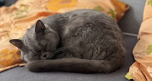 BKH Perser Mix Kater