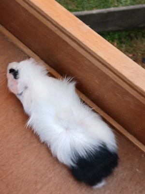 3 Rosetten-MeerschweinchenWeibchen 8 Wochen alt ab.