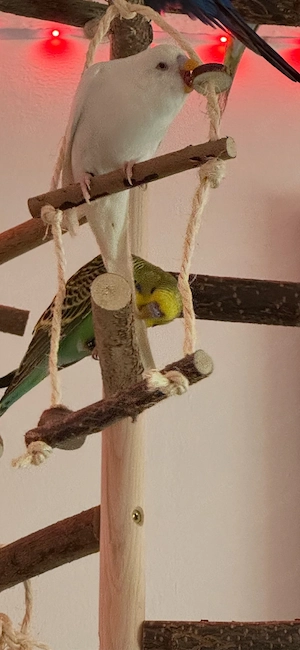 wellensittiche  Bild 5