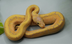 0.1 Banana Pinstripe 100% het. Clown ENZ 2026