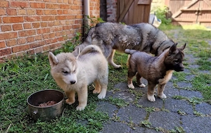 Siberian Husky Welpen