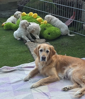    Golden Retriever Welpen suchen ein liebevolles Zuhause    Bild 5