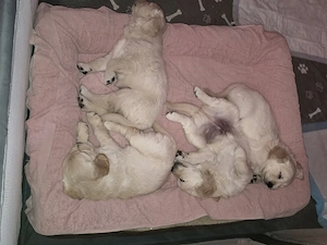    Golden Retriever Welpen suchen ein liebevolles Zuhause   