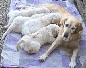    Golden Retriever Welpen suchen ein liebevolles Zuhause    Bild 4