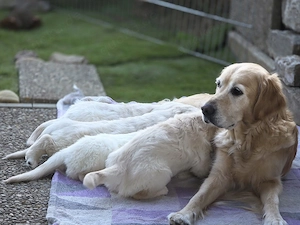    Golden Retriever Welpen suchen ein liebevolles Zuhause    Bild 2