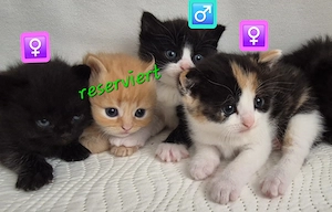 Bkh Kitten - ab sofort reservierbar - Britisch Kurzhaar Babykatzen