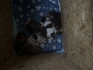 Welpen Beaglemix