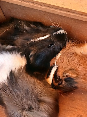 3 Rosetten--Männchen abzugeben.