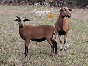 Kamerunschaf - Bocklamm - Herdbuch - maedi unvd.