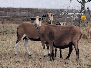 Kamerunschaf - Bocklamm - Herdbuch - maedi unvd. Bild 4