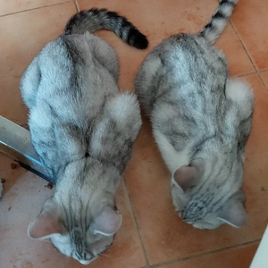 2 junge wunderschöne BKH Kater silver tabby suchen ein neues liebevolles Zuhause 