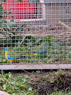 Schönsittich Wildfarben
